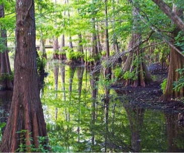 Image : Pearl River Waterfowl Refuge