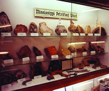 Image : Mississippi Petrified Forest
