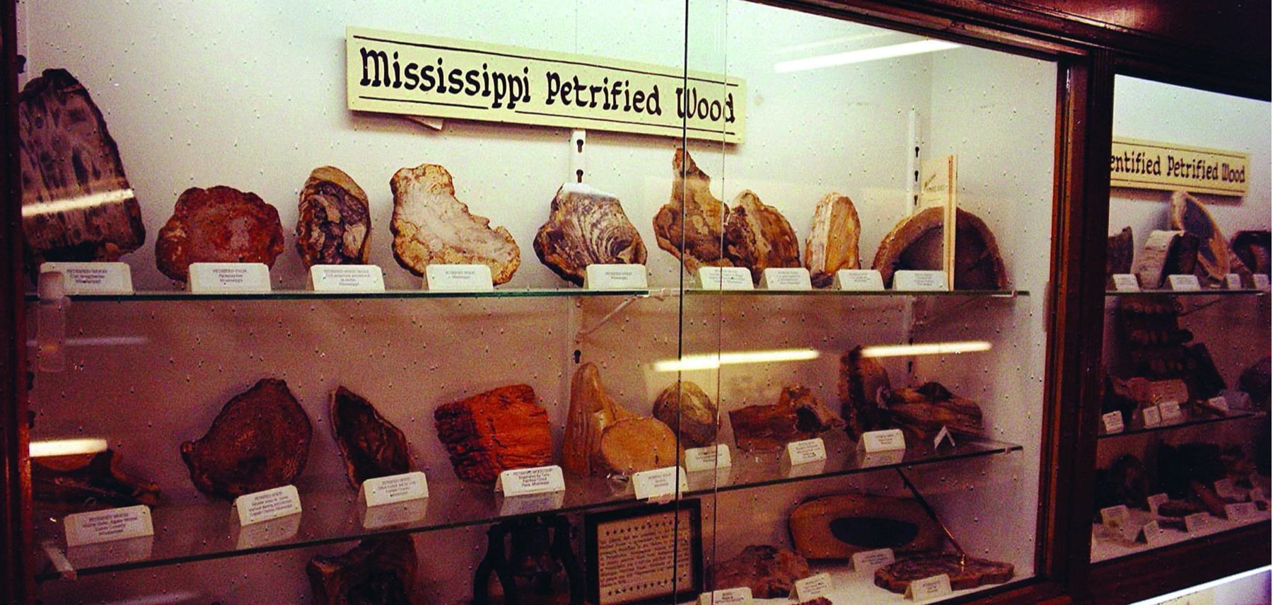 Mississippi-Petrified-Forest