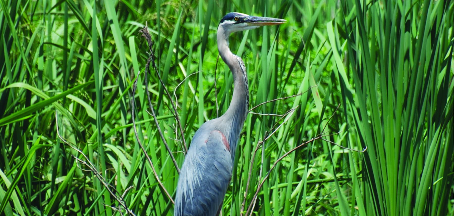 Mississippi-Sandhill-Crane-National-Wildlife-Refuge