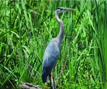 Image : Mississippi Sandhill Crane National Wildlife Refuge