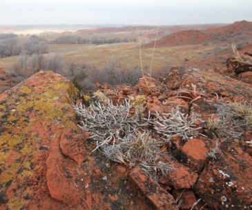 Image : Black Kettle National Grassland