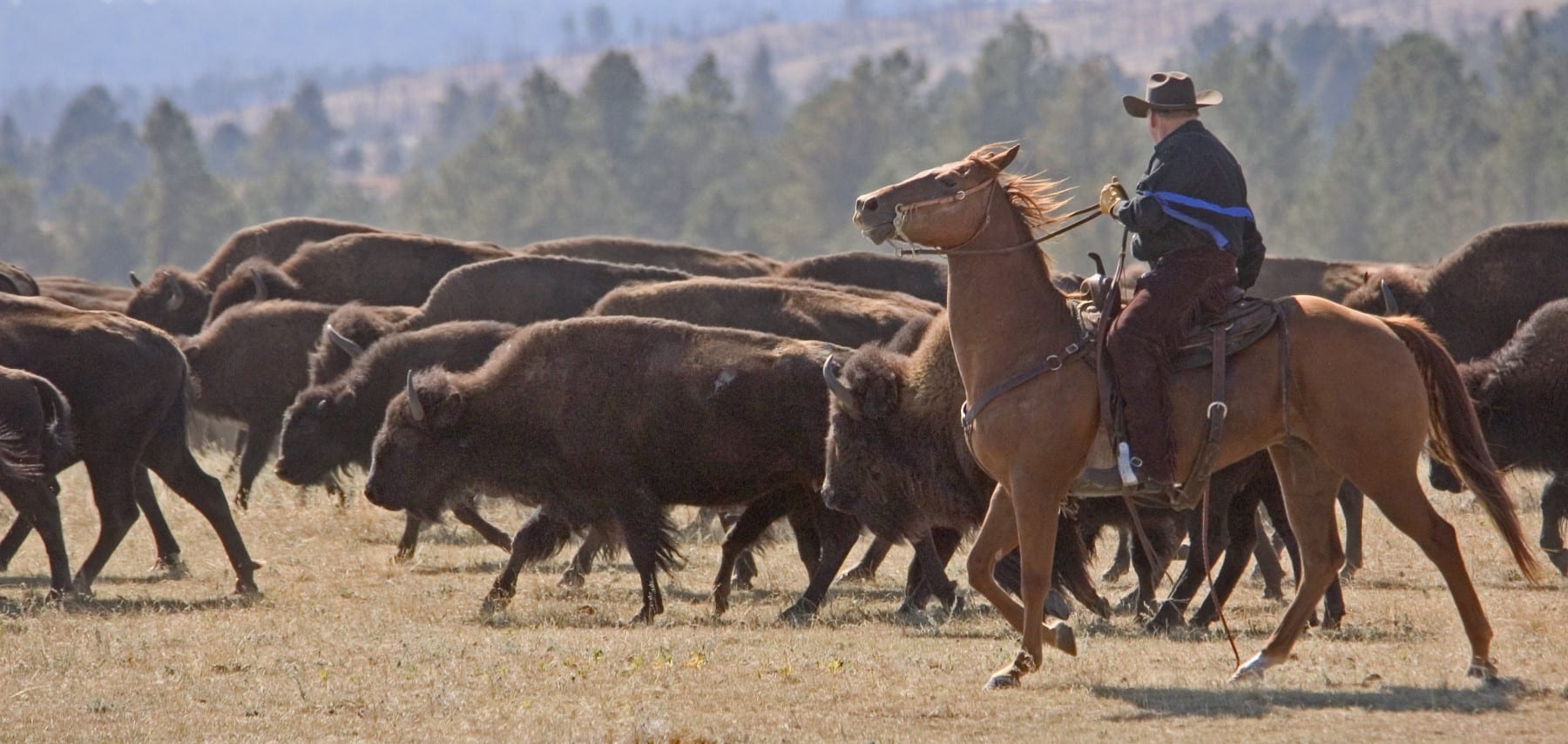South-Dakota-Custer-Buffalo-Round-Up