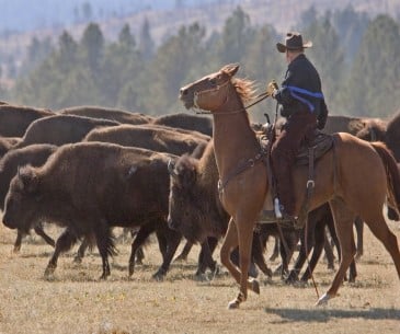 Image : Custer Buffalo Round Up