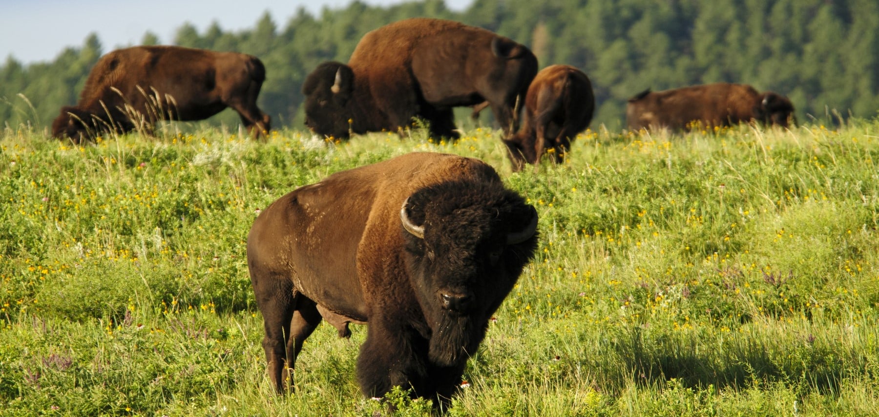 South-Dakota-Custer-State-Park