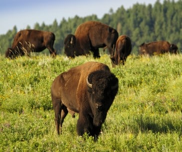 Image : Custer State Park