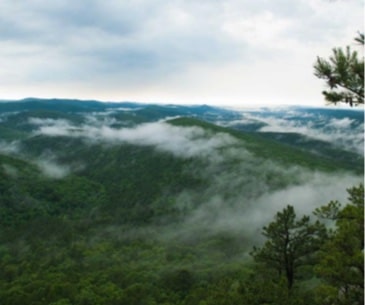 Image : Ouachita National Forest