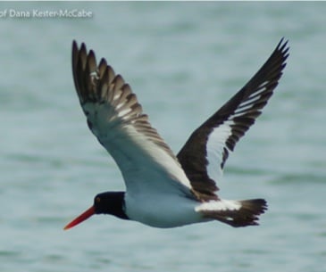 Image : Le festival Delmarva Birding week-end