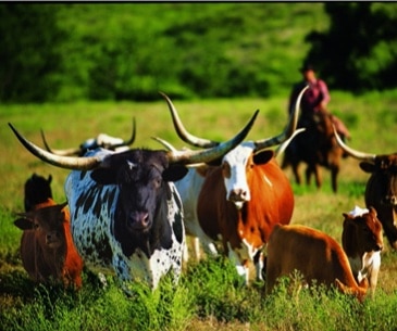 Image : Séjourner dans un ranch