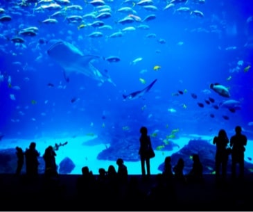 Image : Adventure Aquarium