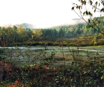 Image : Wayne National Forest