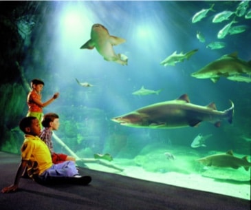 Image : Aquarium and Marine Science Center