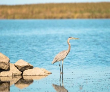 Image : Back Bay National Wildlife Refuge