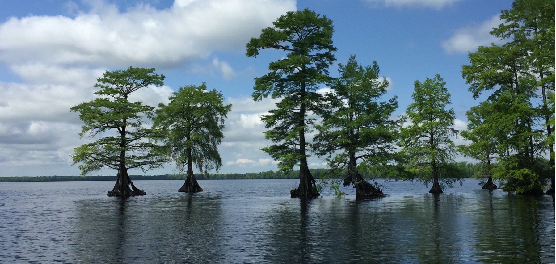 Virginie-Great-Dismal-Swamp-National-Wildlife-Refuge-Miriam-Jones