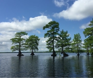Image : Great Dismal Swamp National Wildlife Refuge