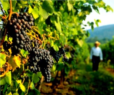 Image : Les vignobles de Virginie