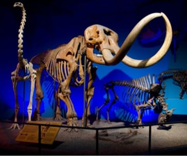 Image : Milwaukee Public Museum