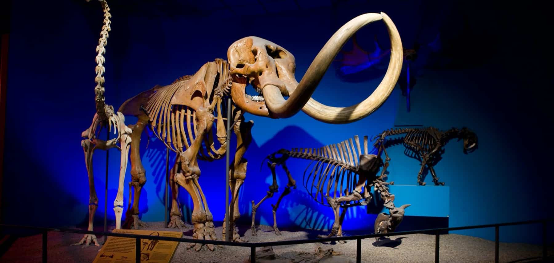 Wisconsin-Milwaukee-Public-Museum