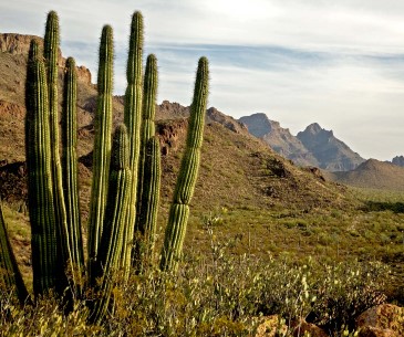 Image : Organ Pipe Cactus National Monument