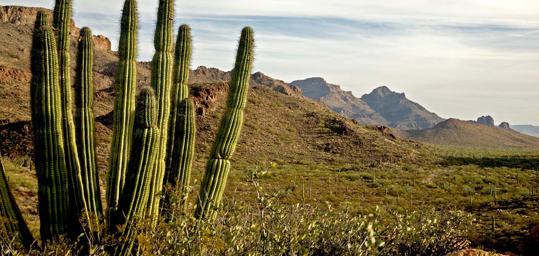 Arizona-Organ-Pipe-Cactus