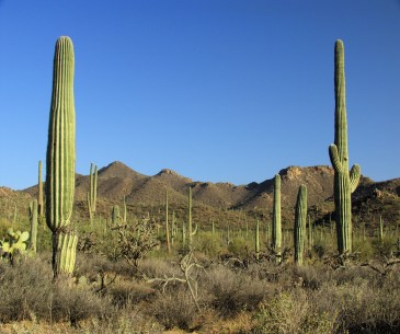 Image : Saguaro National Park
