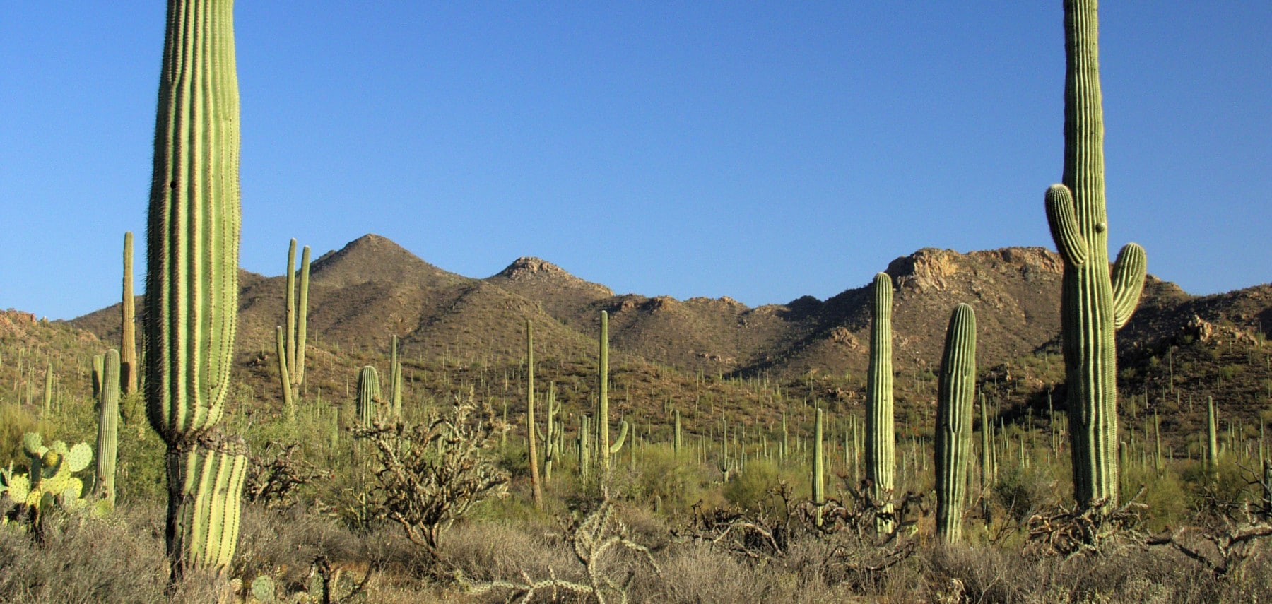 Arizona-Saguaro-National-Park