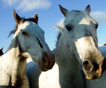 Image : Les balades à cheval