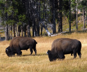 Image : L'observation des animaux sauvages