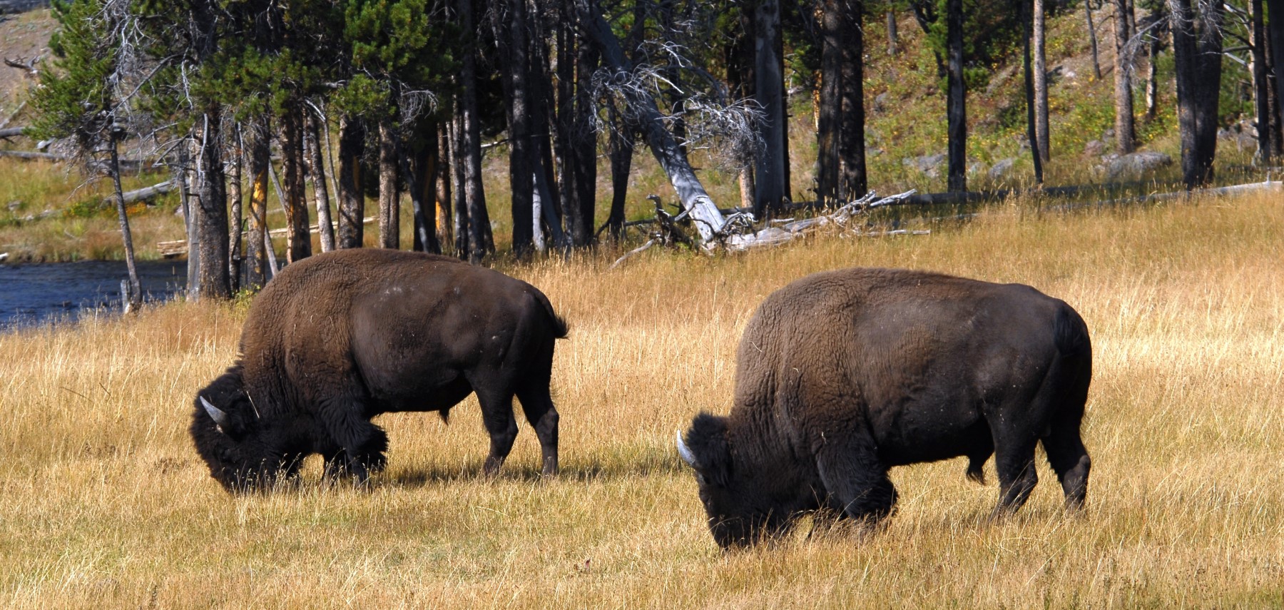 Montana-Wildlife-Observation-DonnieSexton