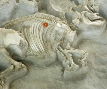 Image : Ashfall Fossil Beds State Historical Park
