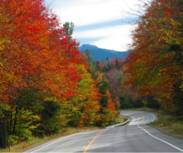 Image : Fall Foliage