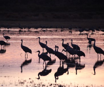 Image : Bosque del Apache National Wildlife Refuge