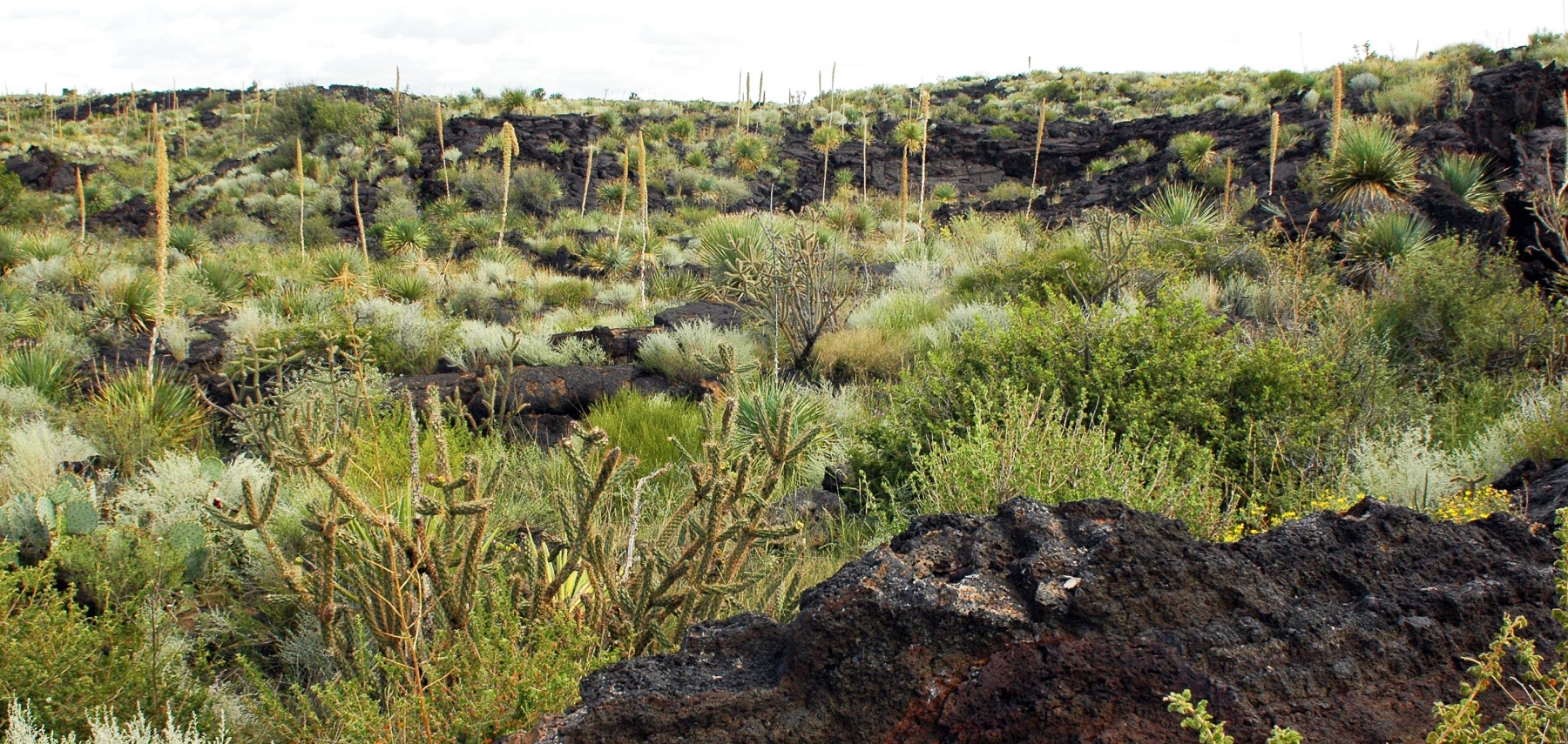 New-Mexico-Valley-of-Fires