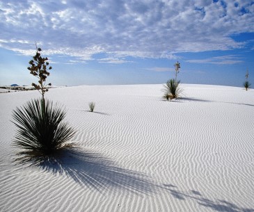 Image : White Sands National Park