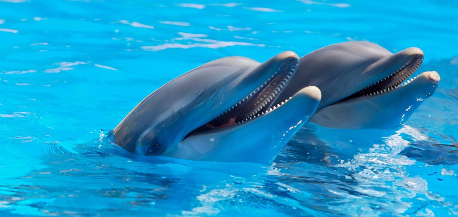 GUAM-observation-des-dauphins