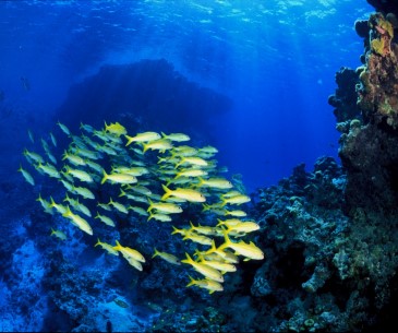 Image : National Marine Sanctuaries of American Samoa