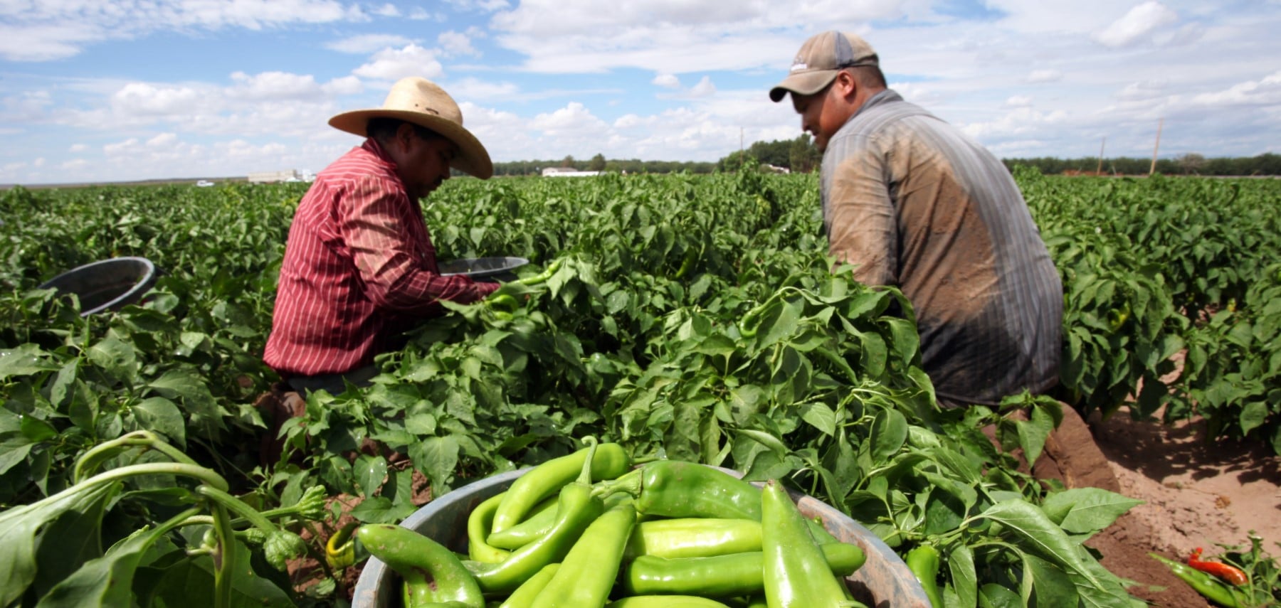 New-Mexico-Culture-piment