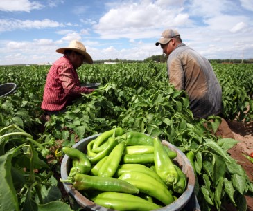 Image : Le piment