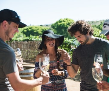Image : Les vignobles de l'Arizona
