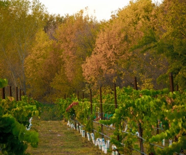 Image : Les vignobles de l'Arizona