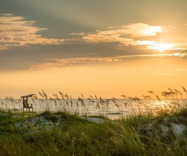 Image : Carolina Beach State Park