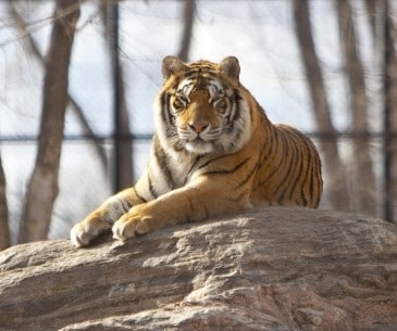 Image : Dakota Zoo