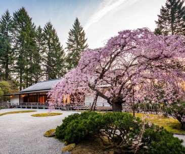 Image : Portland Japanese Garden