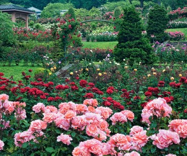 Image : Portland Rose Test Garden