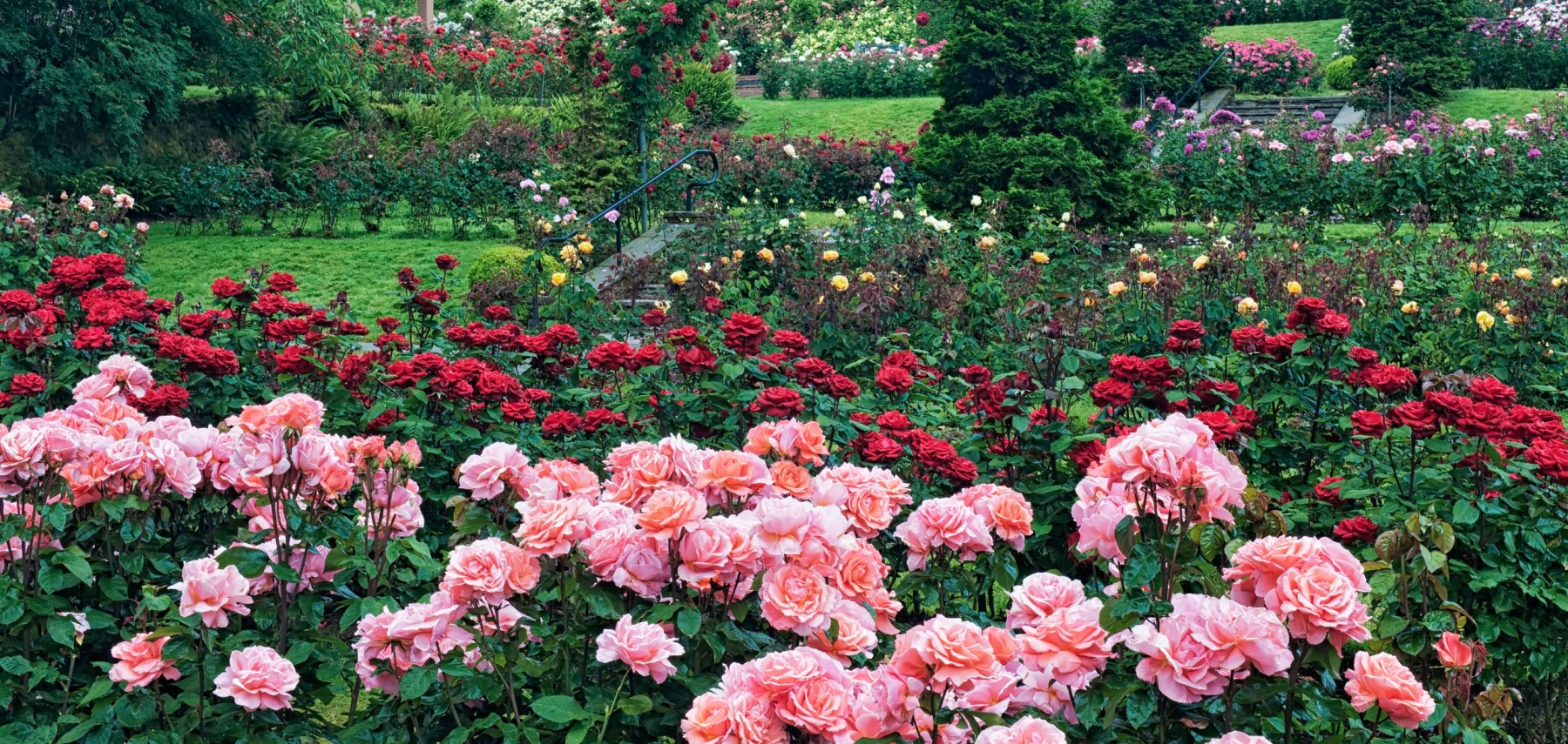 Oregon-Portland-Rose-Test-Garden