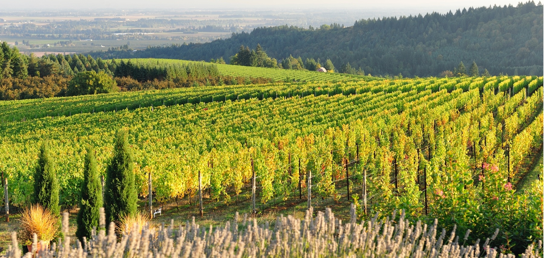 Oregon-Vignobles