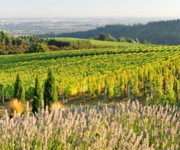 Image : Tour des vignobles de l'Oregon
