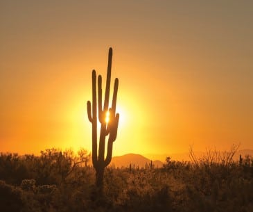 Image : Sonoran Desert