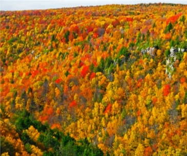 Image : Blackwater Falls Resort State Park