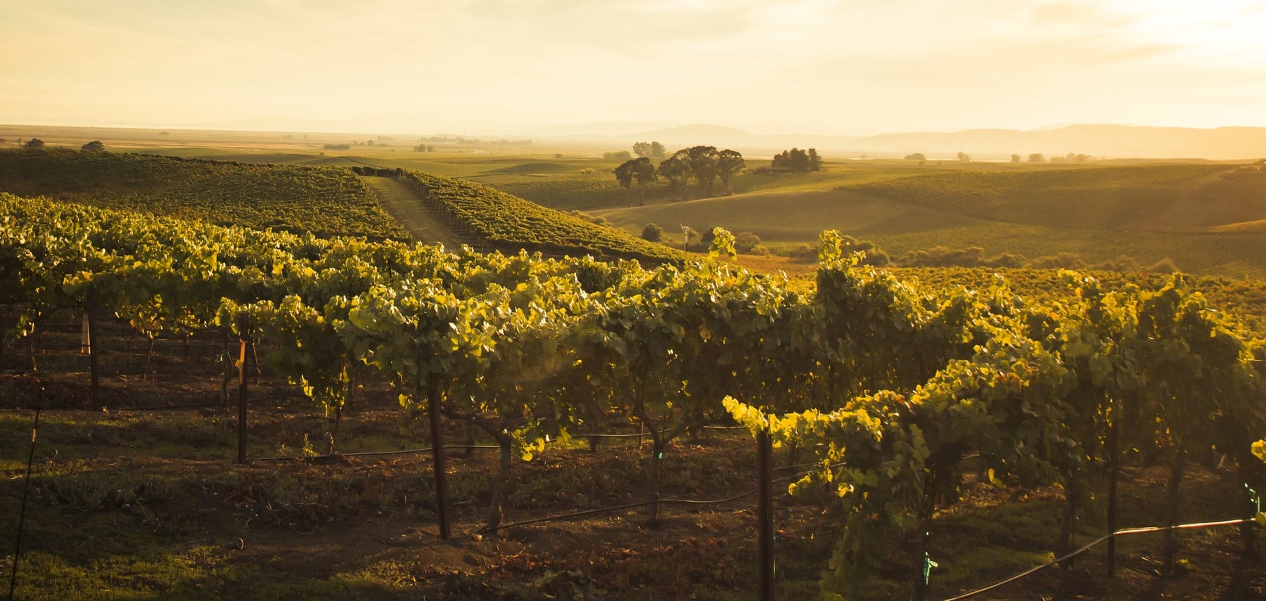 vineyards_summer_Carneros_AVA_La_Crema_Sonoma_County_001